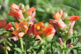 Image of scarlet globemallow