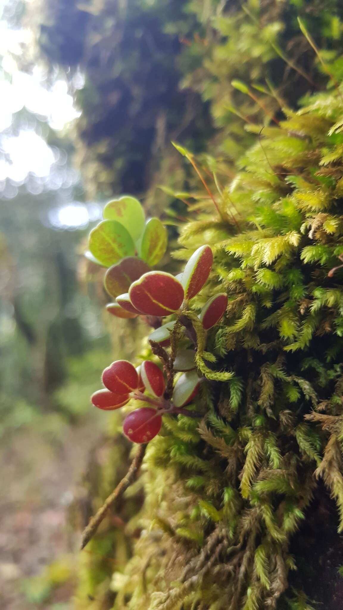 Image of <i>Peperomia edulis</i>