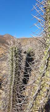 Image de Echinopsis deserticola (Werderm.) H. Friedrich & G. D. Rowley