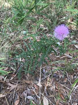 Image of sandhill thistle