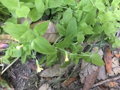 Plancia ëd Erythranthe moschata (Douglas ex Lindl.) G. L. Nesom