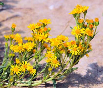 Image of Curly-cup gumweed