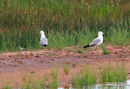 Image of Ring-billed Gull