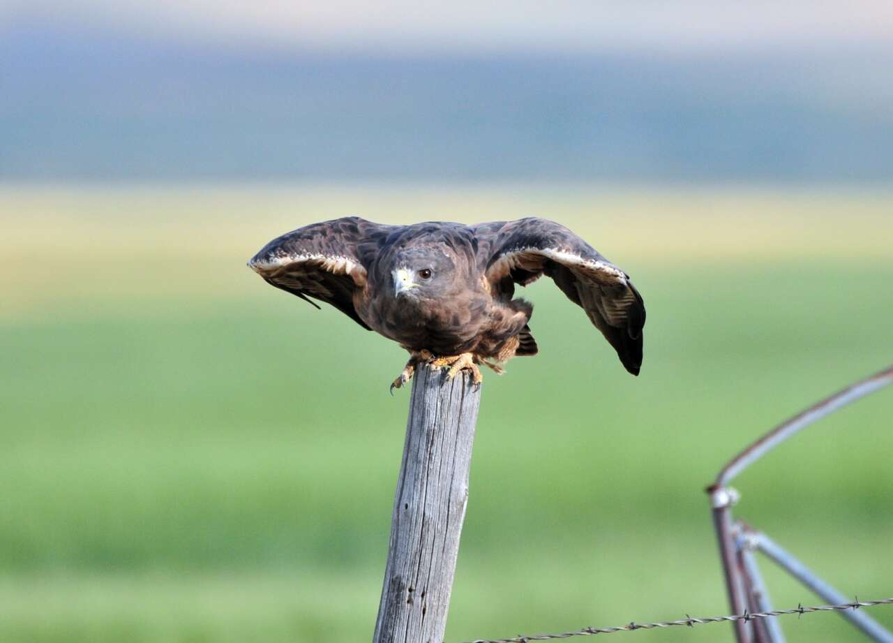 Image of Swainson's Hawk