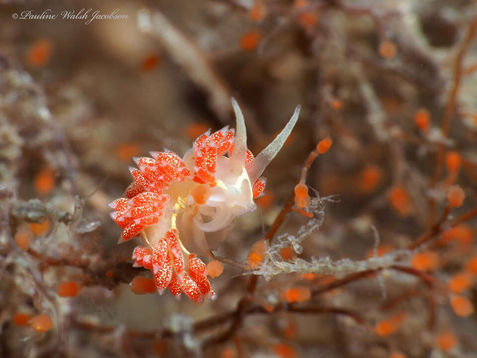 Coryphella verta Ev. Marcus 1970 resmi