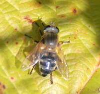 Image of <i>Polydontomyia curvipes</i>