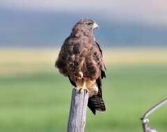 Image of Swainson's Hawk