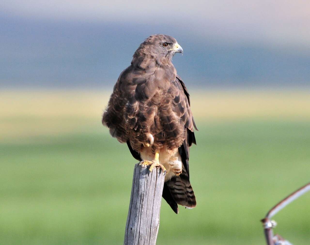 Image of Swainson's Hawk