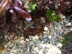 Image of Strawberry anemone