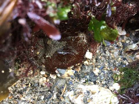 Image of Strawberry anemone