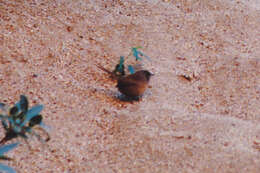 Image of Eyrean Grasswren