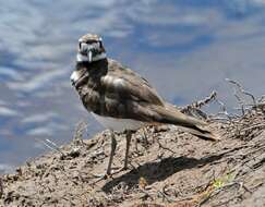 Image of Killdeer