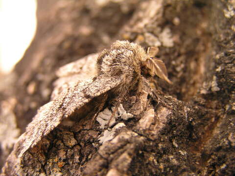 Image of Stout Spanworm Moth