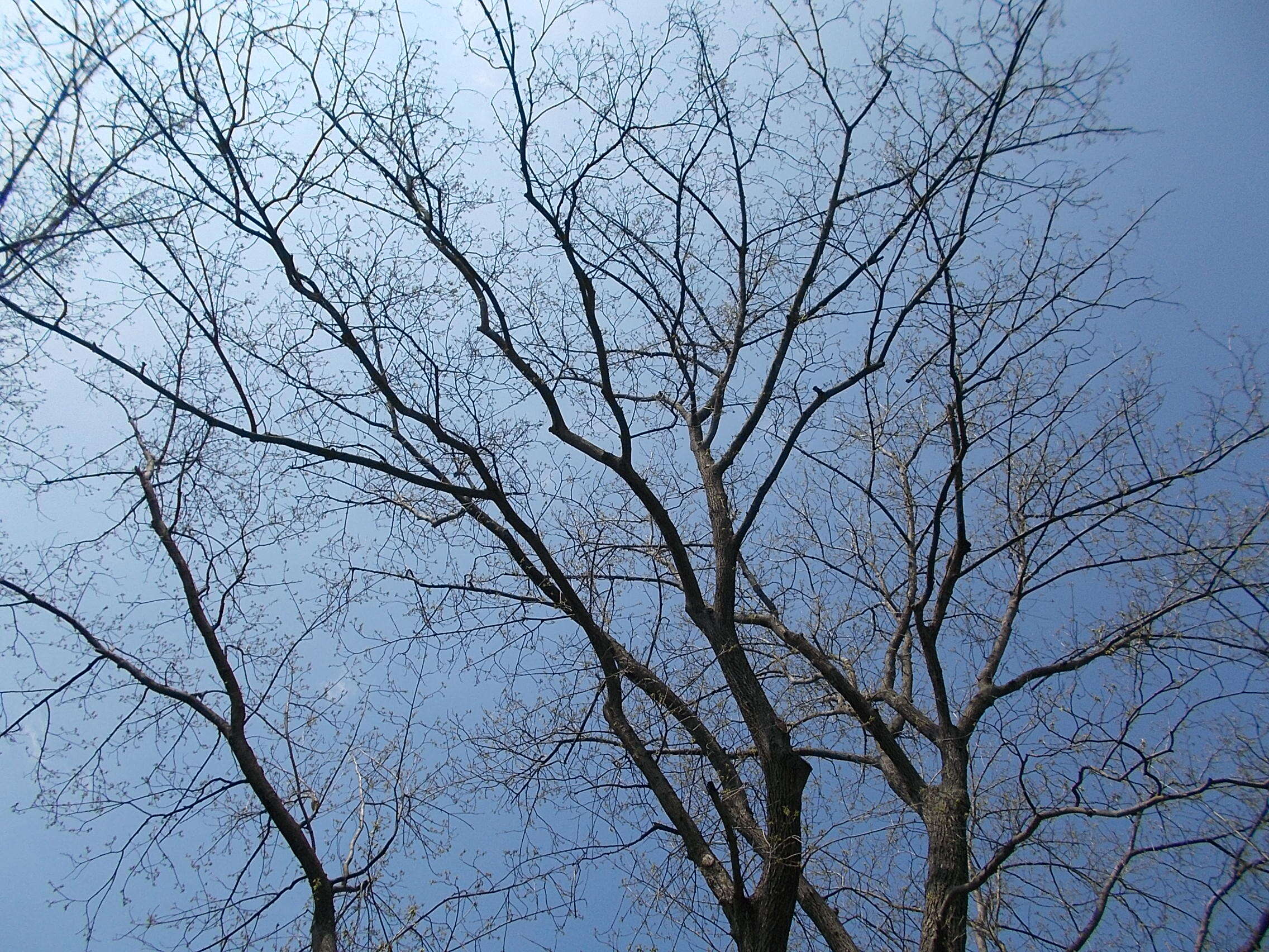 Image of bitternut hickory