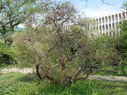 Image of European smoketree