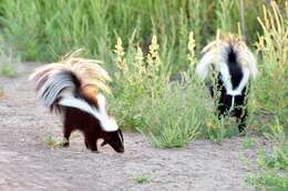 Image of Hooded and Striped Skunks