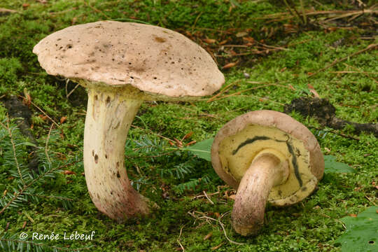 Image of Caloboletus roseipes (Bessette, Both & A. R. Bessette) Vizzini 2014