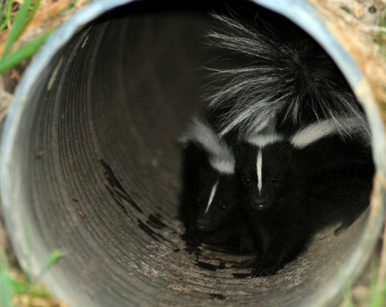 Image of Hooded and Striped Skunks