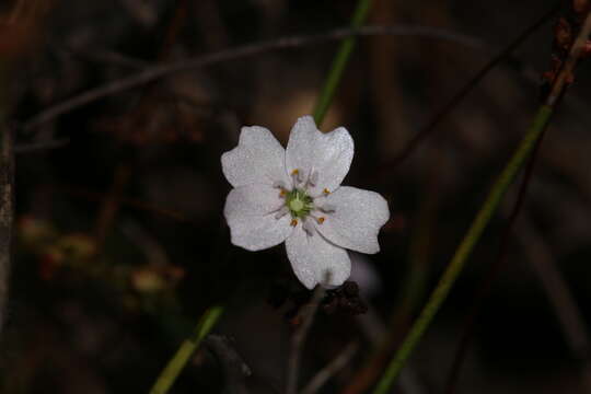 Image of Drosera mannii Cheek