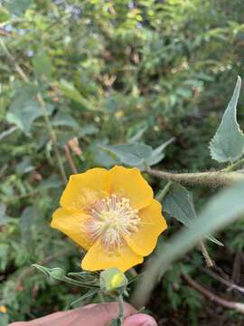 Imagem de Abutilon persicum (Burm. fil.) Merr.