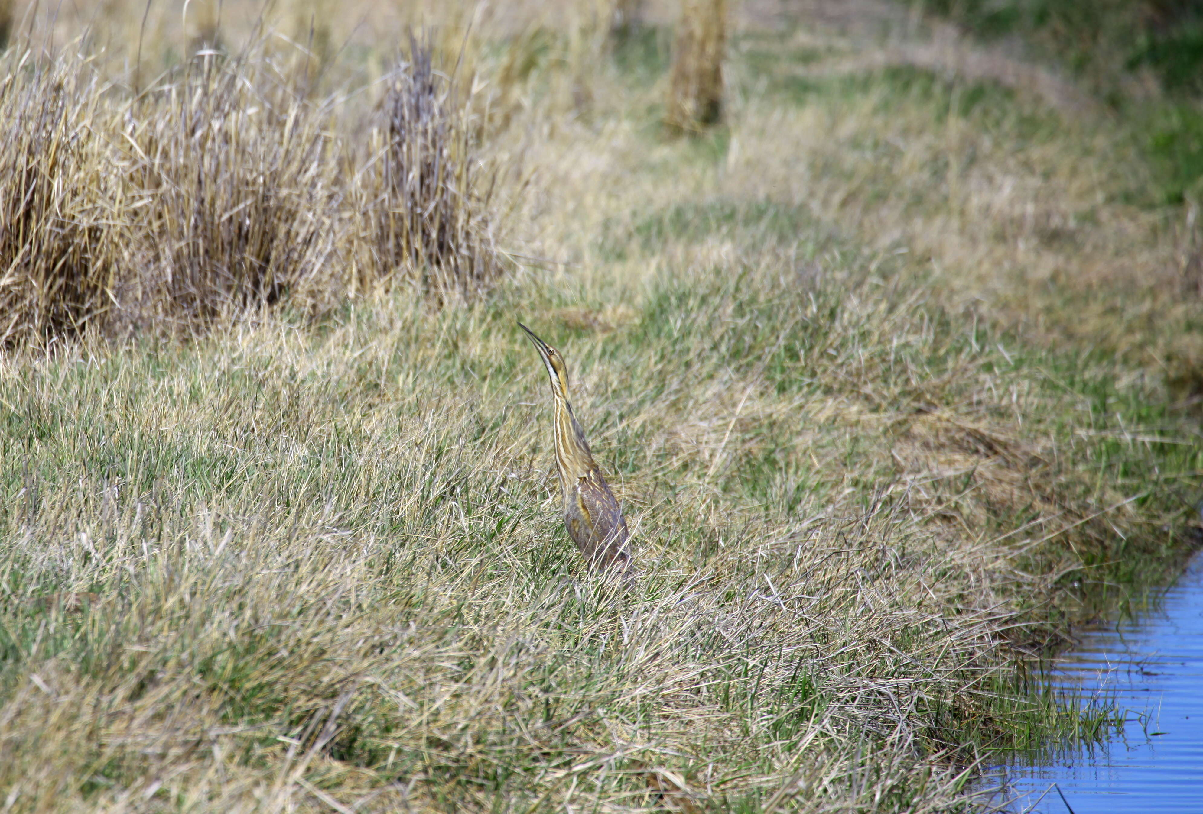 Image of American Bittern