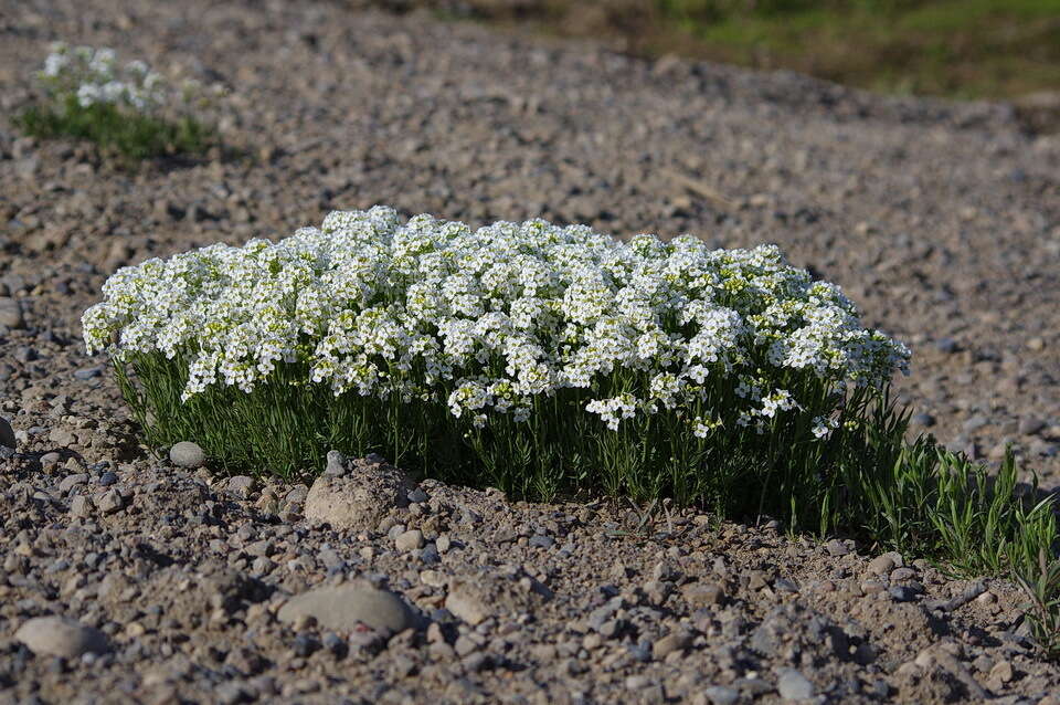 Image of Richardson's Bittercress