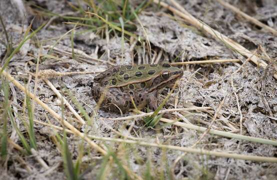 Image of Northern Leopard Frog