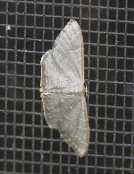 Image of Idaea coercita Lucas 1900