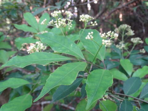 Image of Staphylea zanthoxyloides Byng & Christenh.