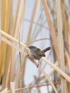 Image of Marsh Wren