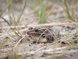 Image of Northern Leopard Frog