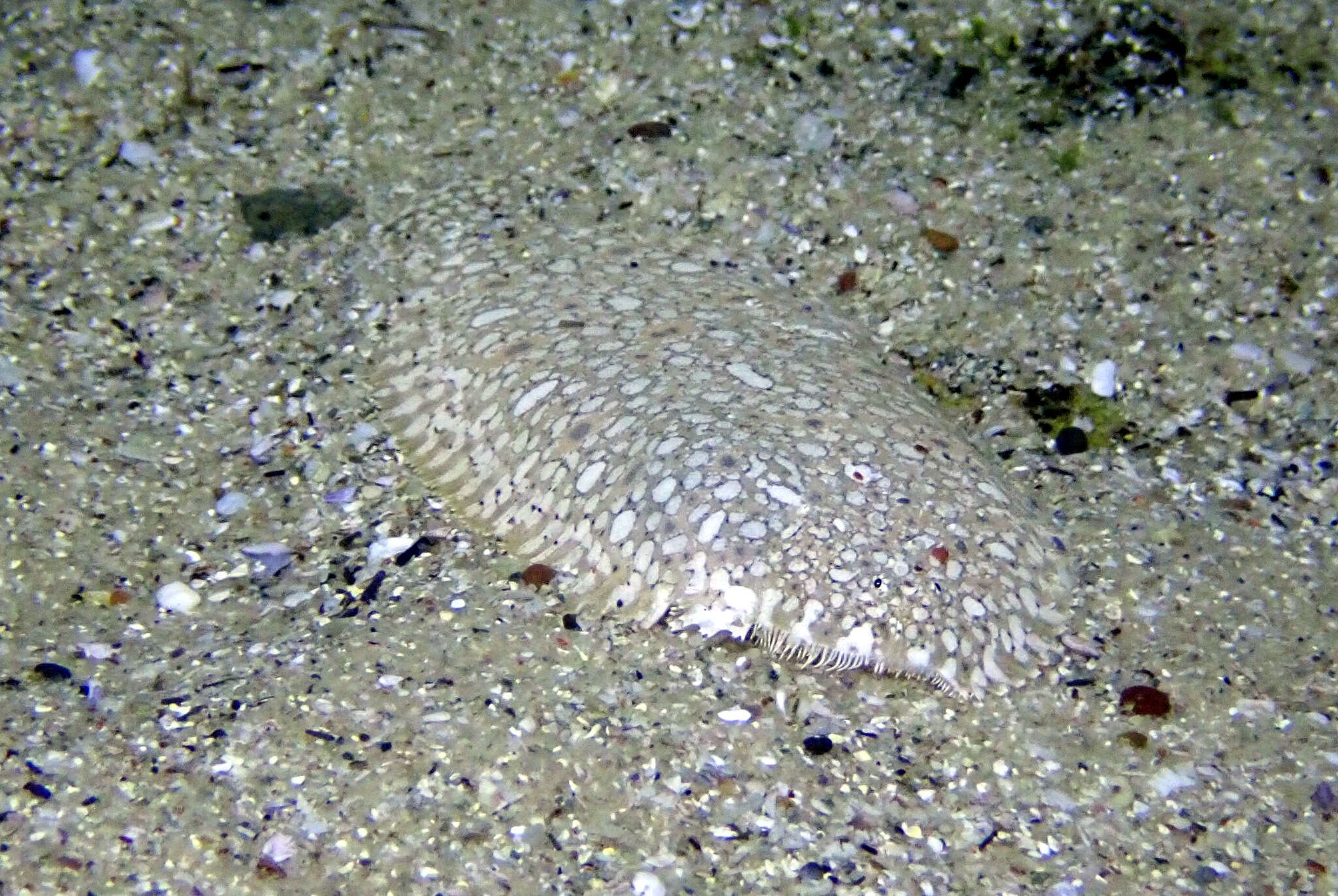 Image of Southern peacock sole