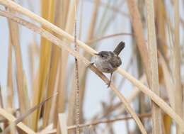 Image of Marsh Wren