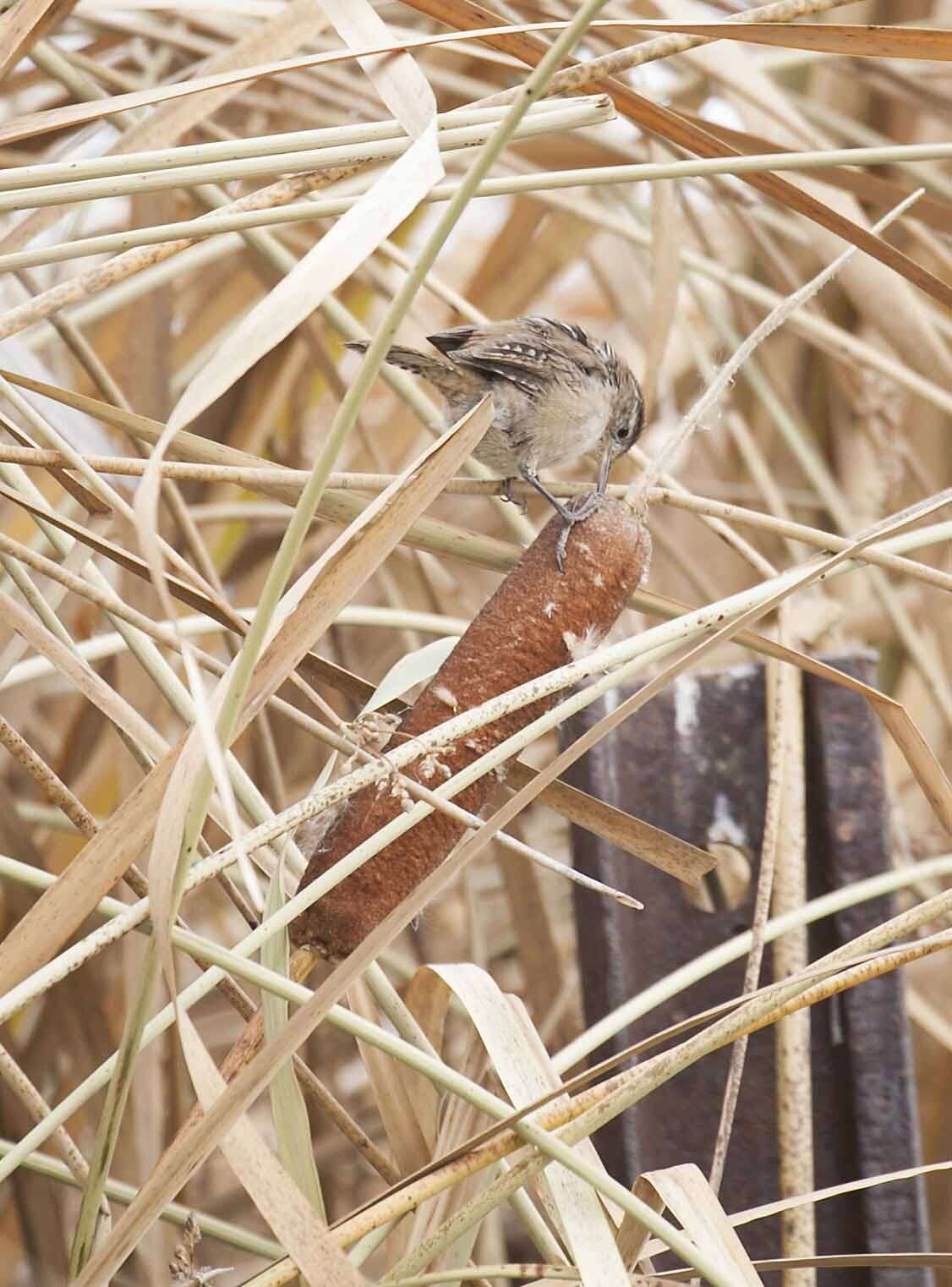 Image of Marsh Wren