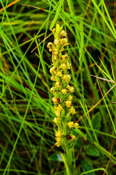 Image de Brachycorythis inhambanensis (Schltr.) Schltr.