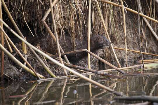 Image of American Mink