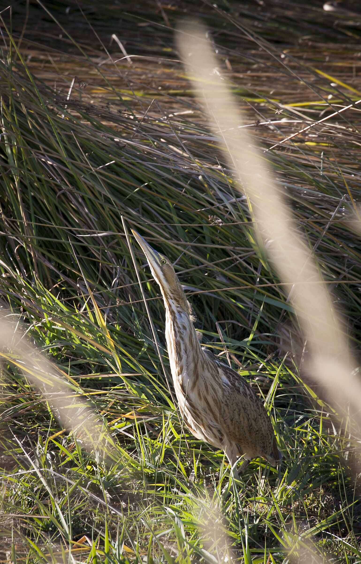 Image of American Bittern