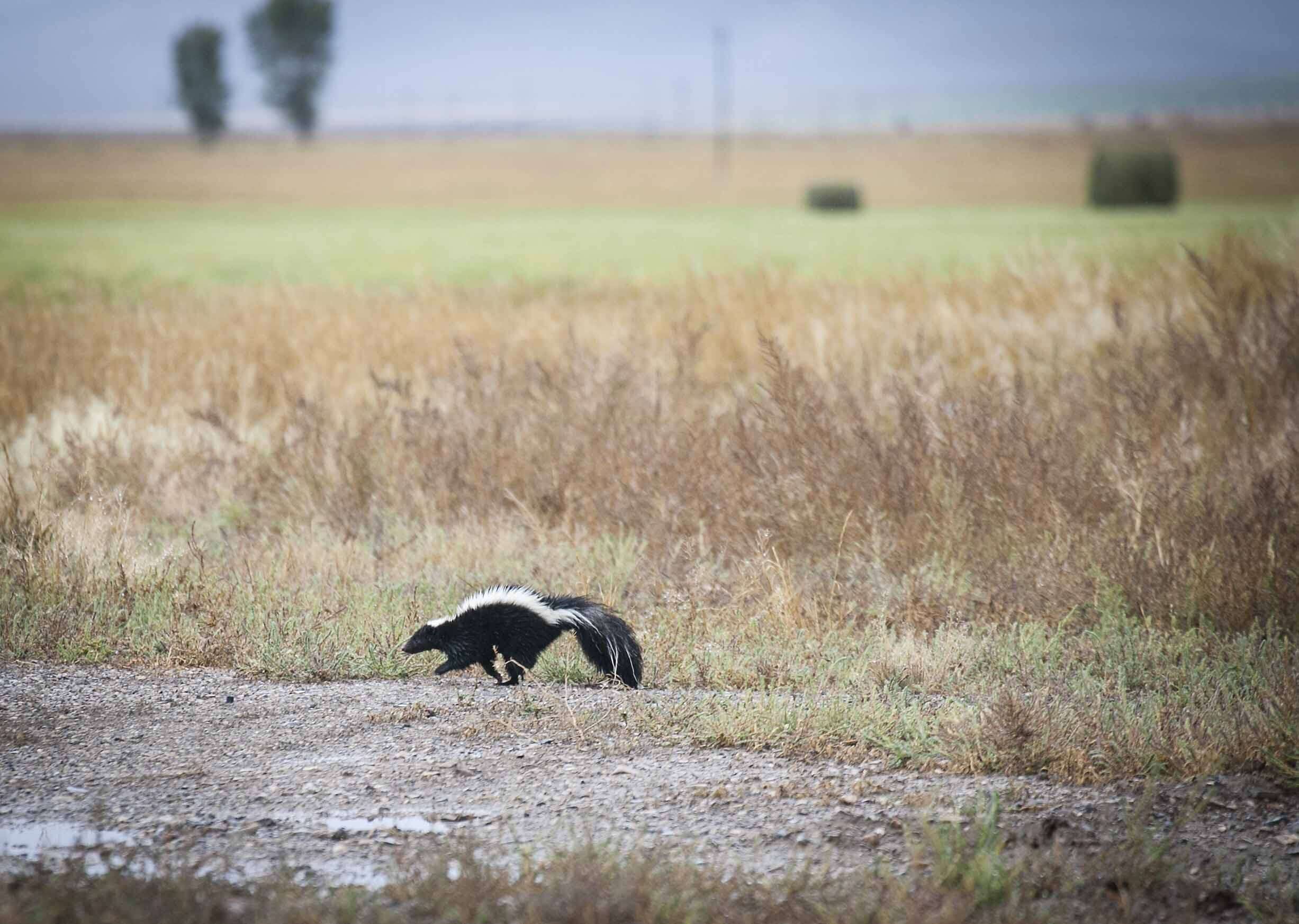 Image of Hooded and Striped Skunks