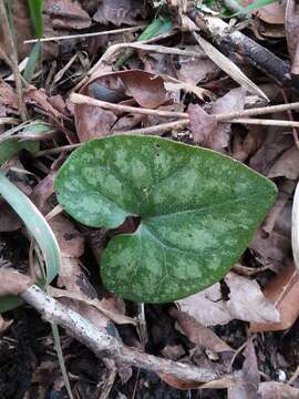 Image de Hexastylis arifolia var. callifolia (Small) H. L. Blomq.