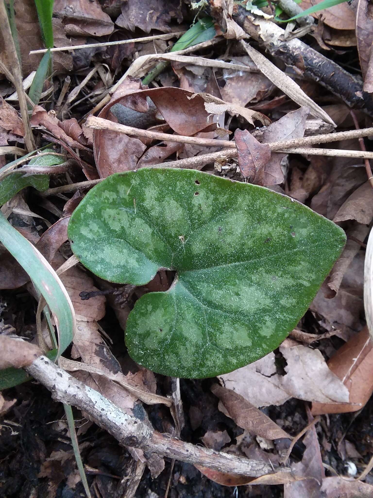 Image de Hexastylis arifolia var. callifolia (Small) H. L. Blomq.