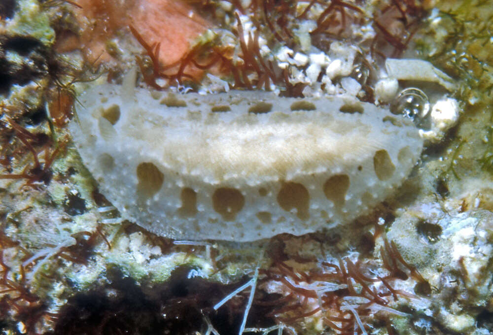 Image of Armored Phyllidiopsis