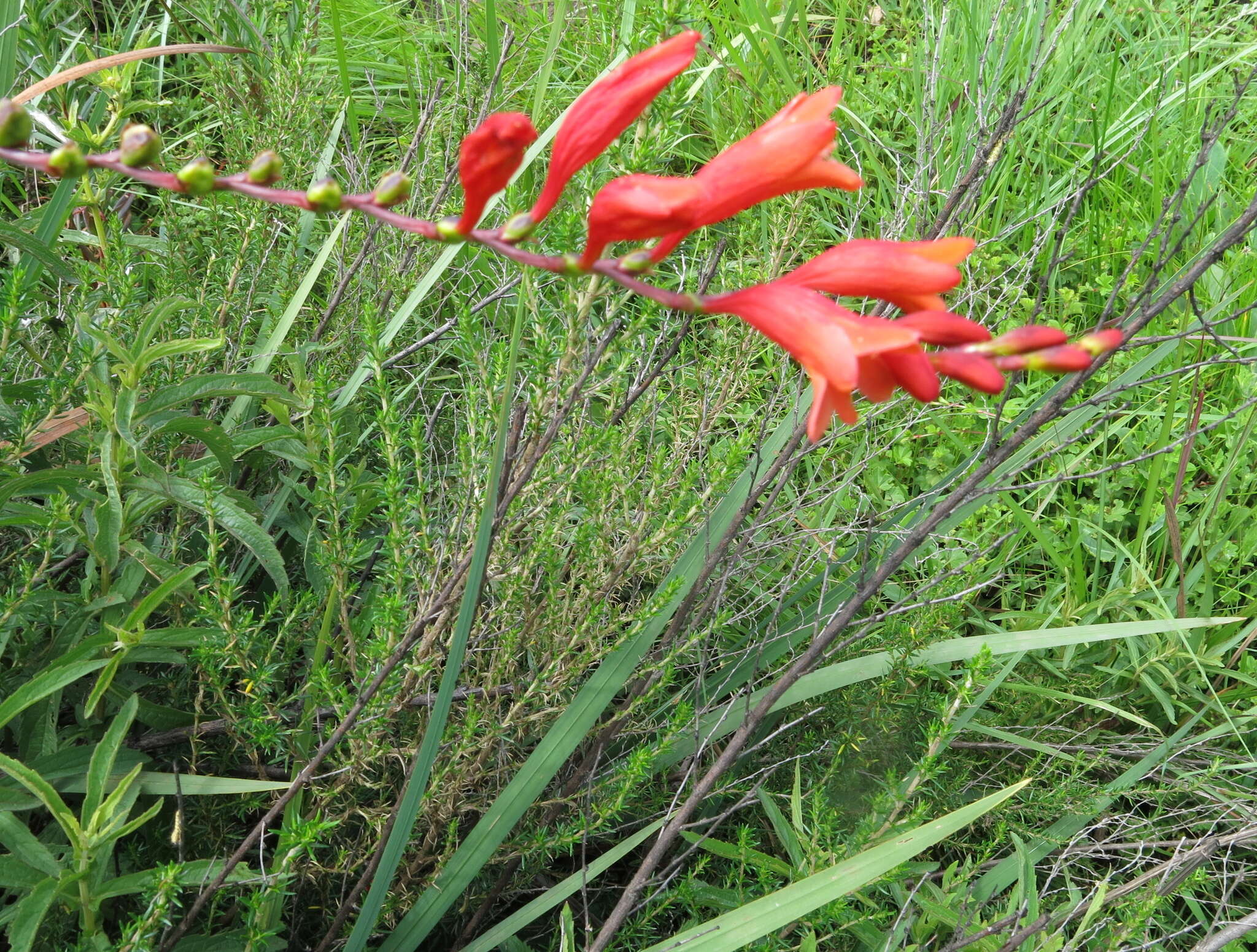 Image of Pott's Montbretia