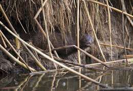 Image of American Mink