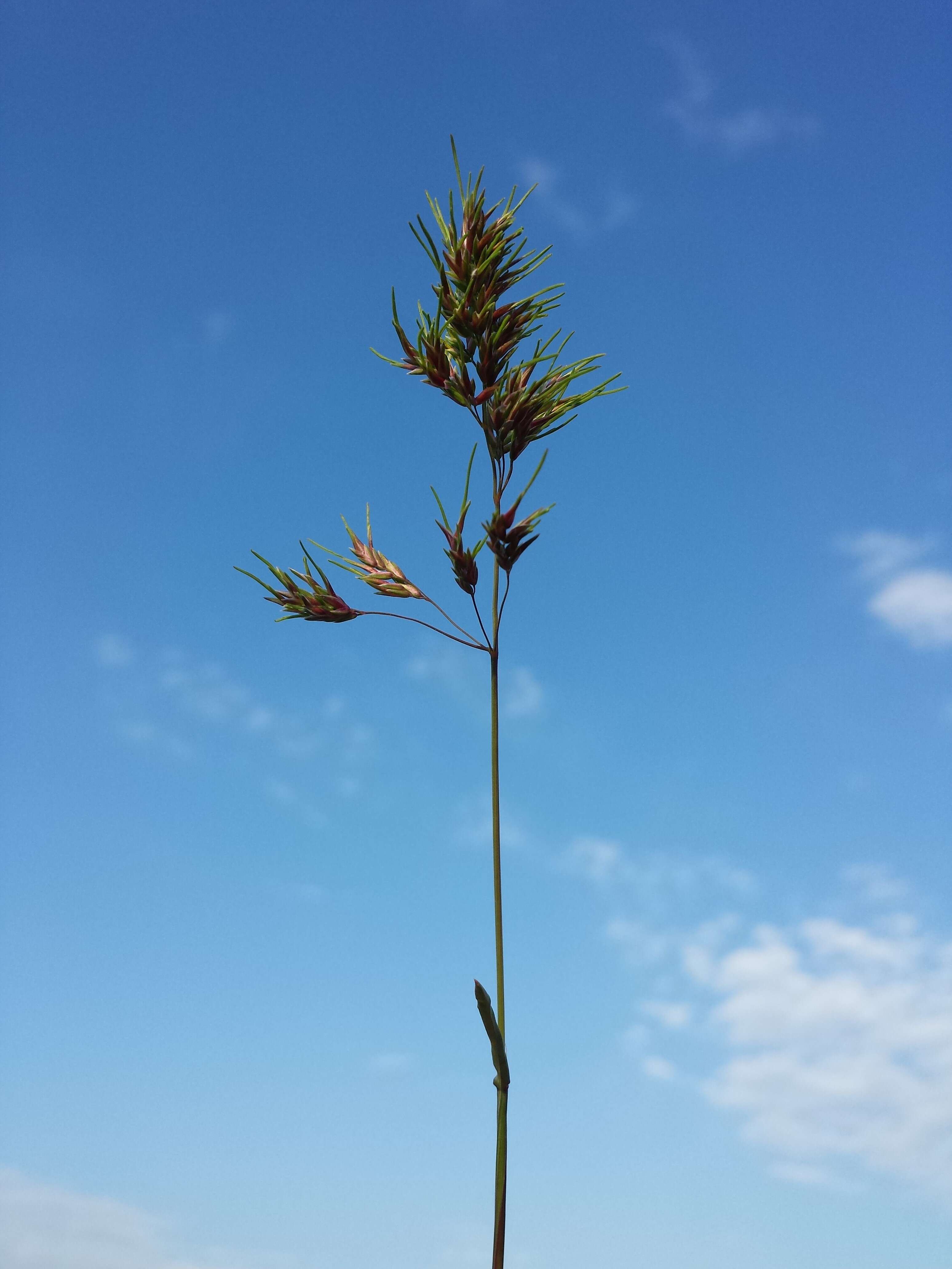 Image of bulbous bluegrass