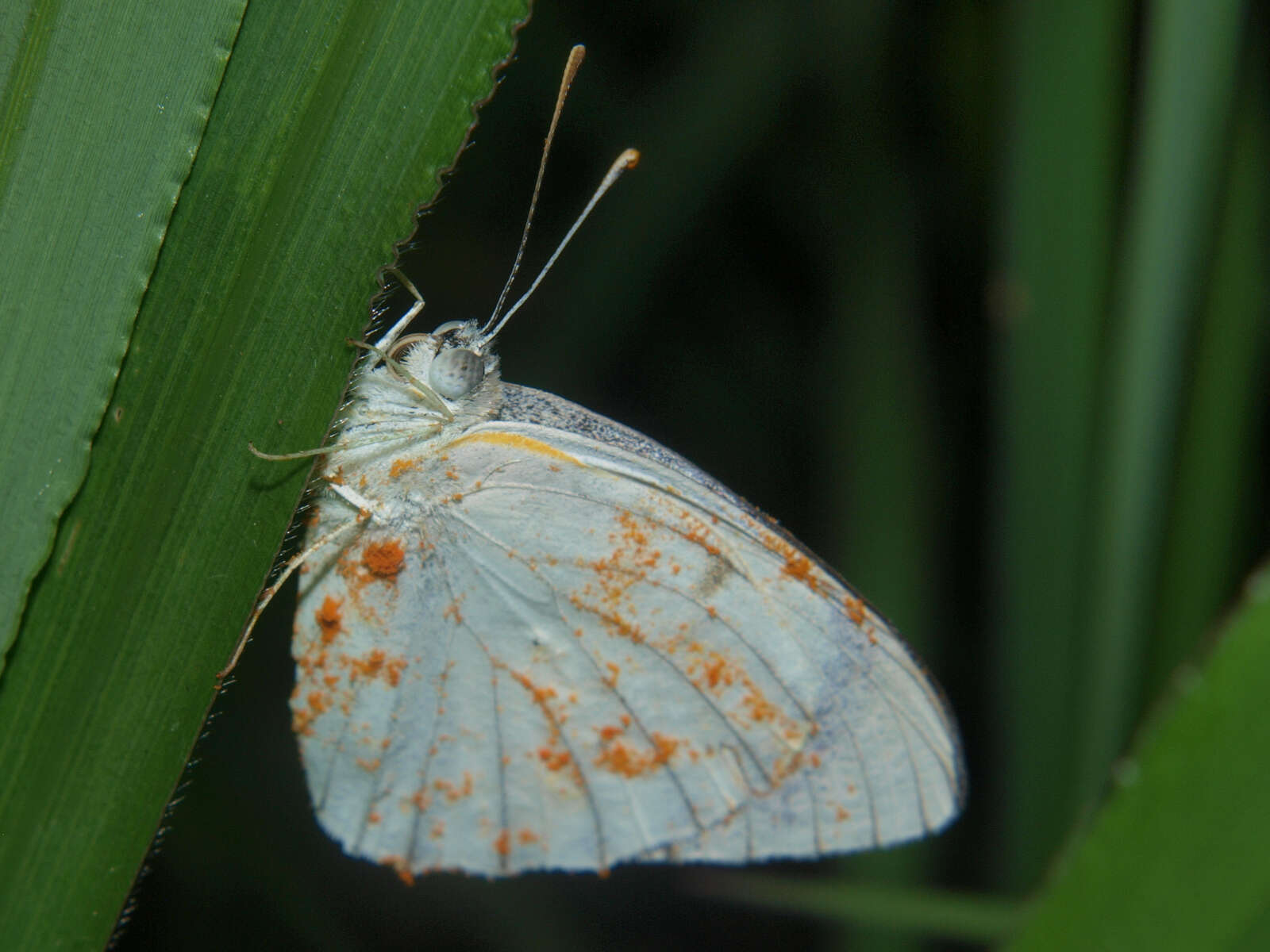 Image of Bushveld Purple Tip