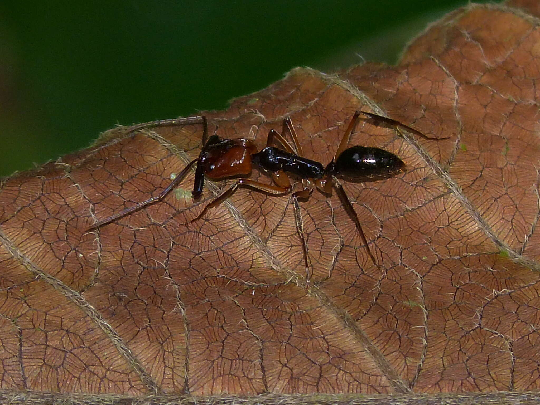 Plancia ëd Odontomachus erythrocephalus Emery 1890