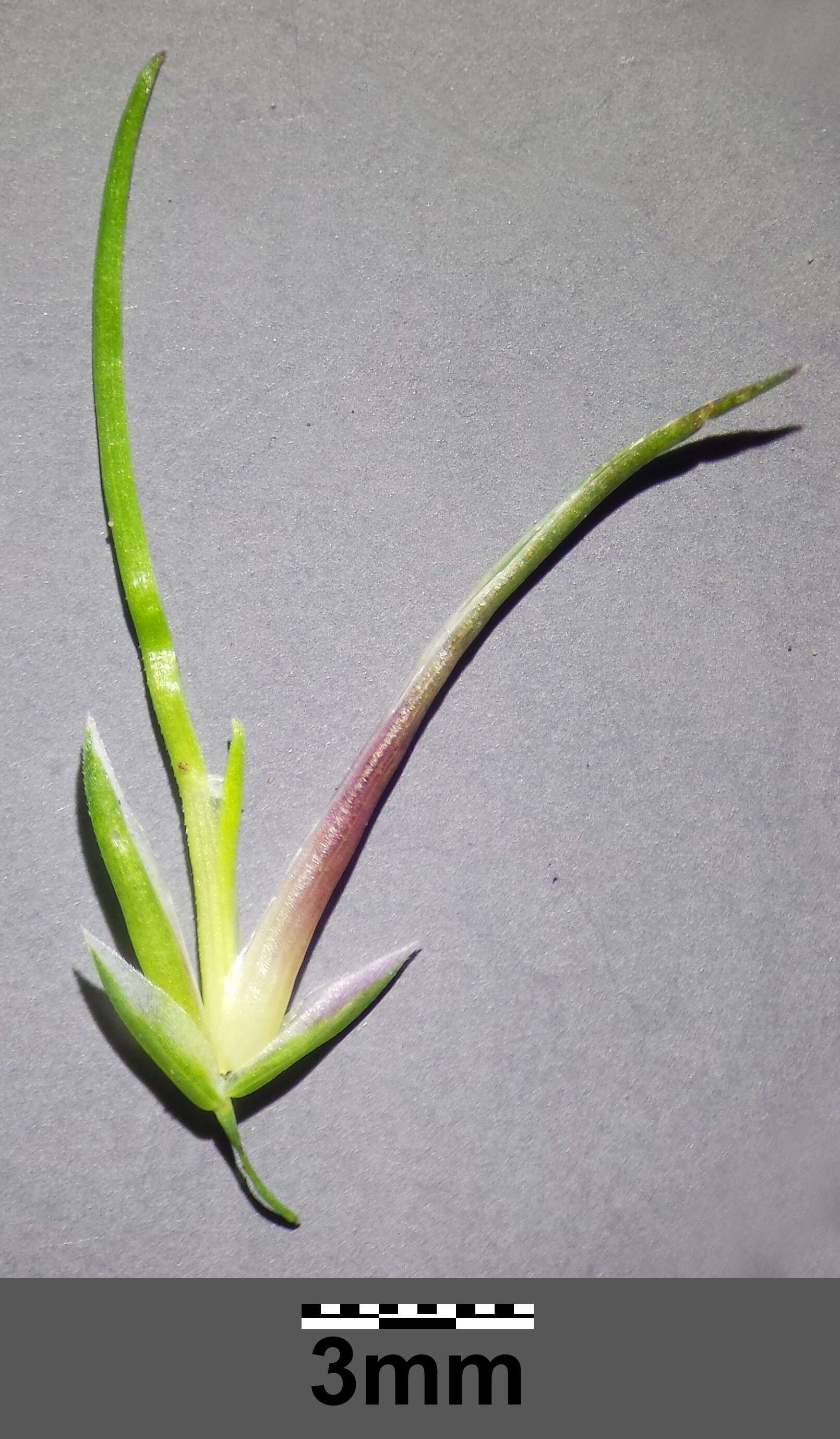 Imagem de Poa bulbosa L.