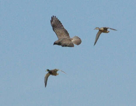 Image of Swainson's Hawk