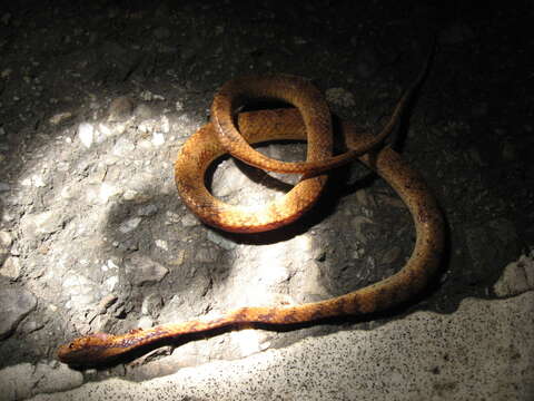 Image of Formosa Slug Snake