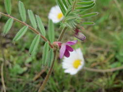 Image of Common Vetch